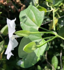 Thunbergia