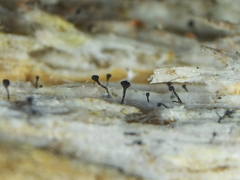 Mycocalicium subtile