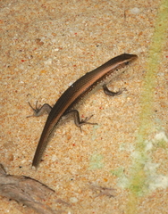Eutropis multifasciata