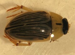 Tropisternus collaris