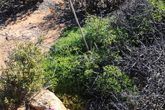 Cynorhiza typica