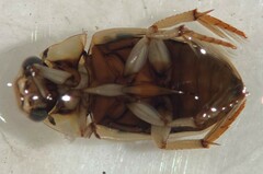 Tropisternus collaris