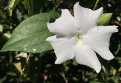 Thunbergia