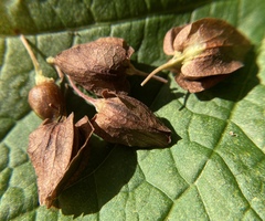 Antigonon leptopus