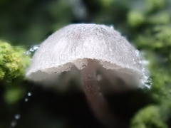 Mycena pseudocorticola