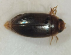 Copelatus debilis