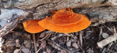 Pycnoporellus fulgens