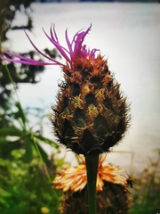 Centaurea scabiosa