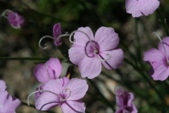 Dianthus subacaulis