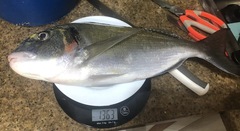 Sparus auratus