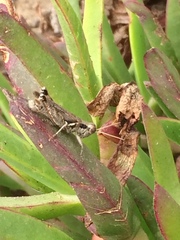 Melanoplus cinereus