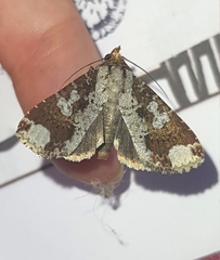 Condica cupentia