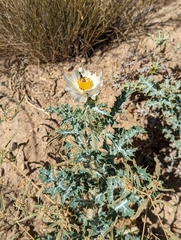 Argemone albiflora