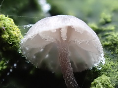 Mycena pseudocorticola