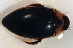 Hydaticus rimosus