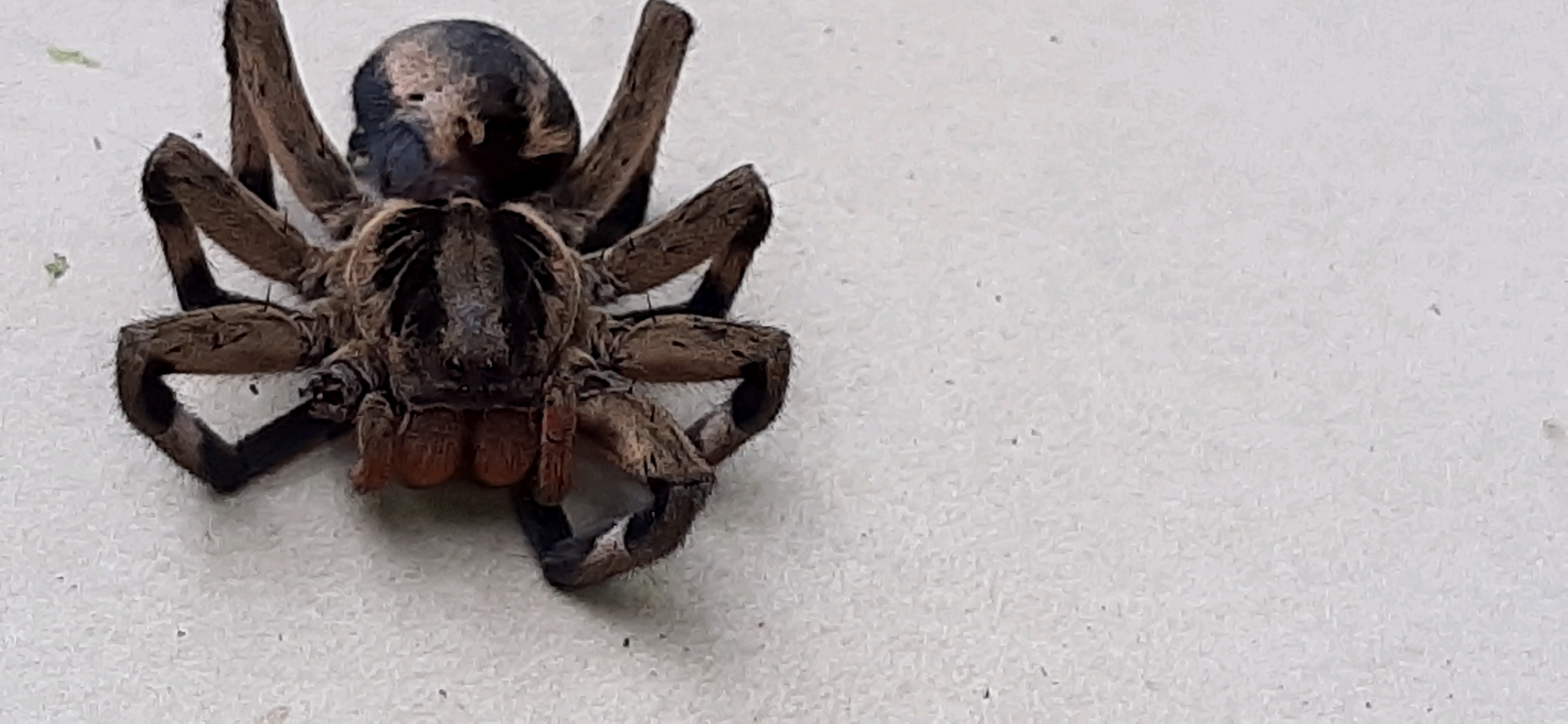 Lycosa erythrognatha image