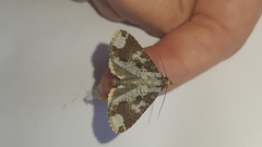 Condica cupentia
