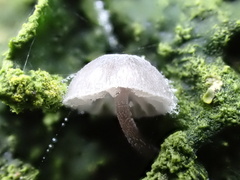 Mycena pseudocorticola