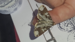 Condica cupentia