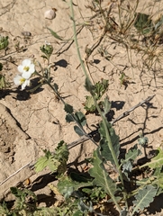 Nerisyrenia camporum