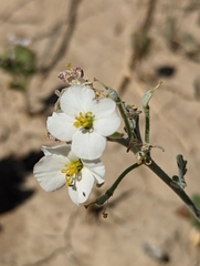 Nerisyrenia camporum
