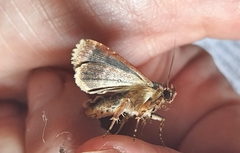 Condica cupentia