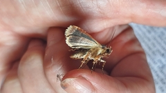 Condica cupentia