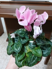Cyclamen persicum