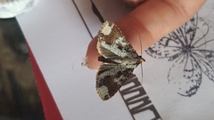 Condica cupentia