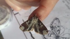 Condica cupentia