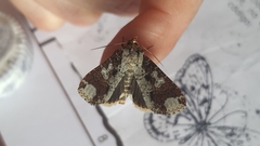 Condica cupentia