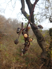 Pistacia atlantica mutica