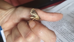 Condica cupentia