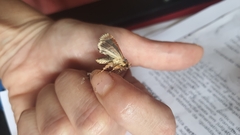 Condica cupentia