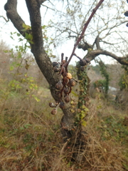 Pistacia atlantica mutica