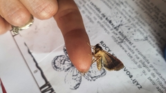 Condica cupentia