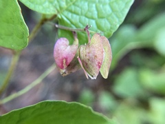 Antigonon leptopus