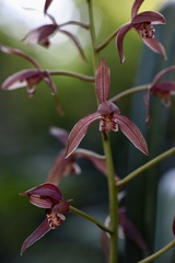 Cymbidium sinense