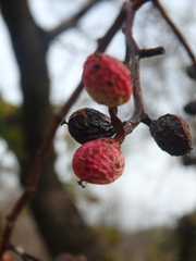 Pistacia atlantica mutica