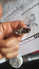 Condica cupentia