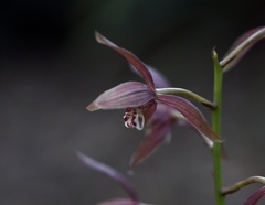 Cymbidium sinense