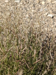 Bouteloua barbata