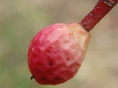 Pistacia atlantica mutica