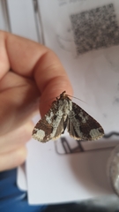 Condica cupentia
