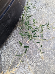 Cyphomeris gypsophiloides