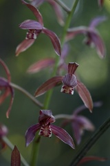 Cymbidium sinense