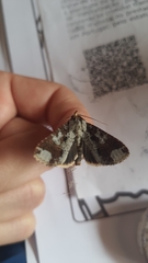 Condica cupentia