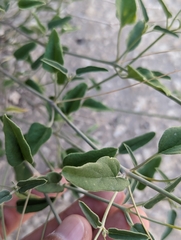 Cyphomeris gypsophiloides