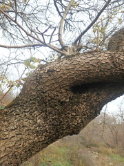 Pistacia atlantica mutica