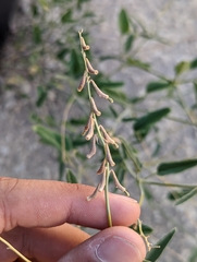 Cyphomeris gypsophiloides